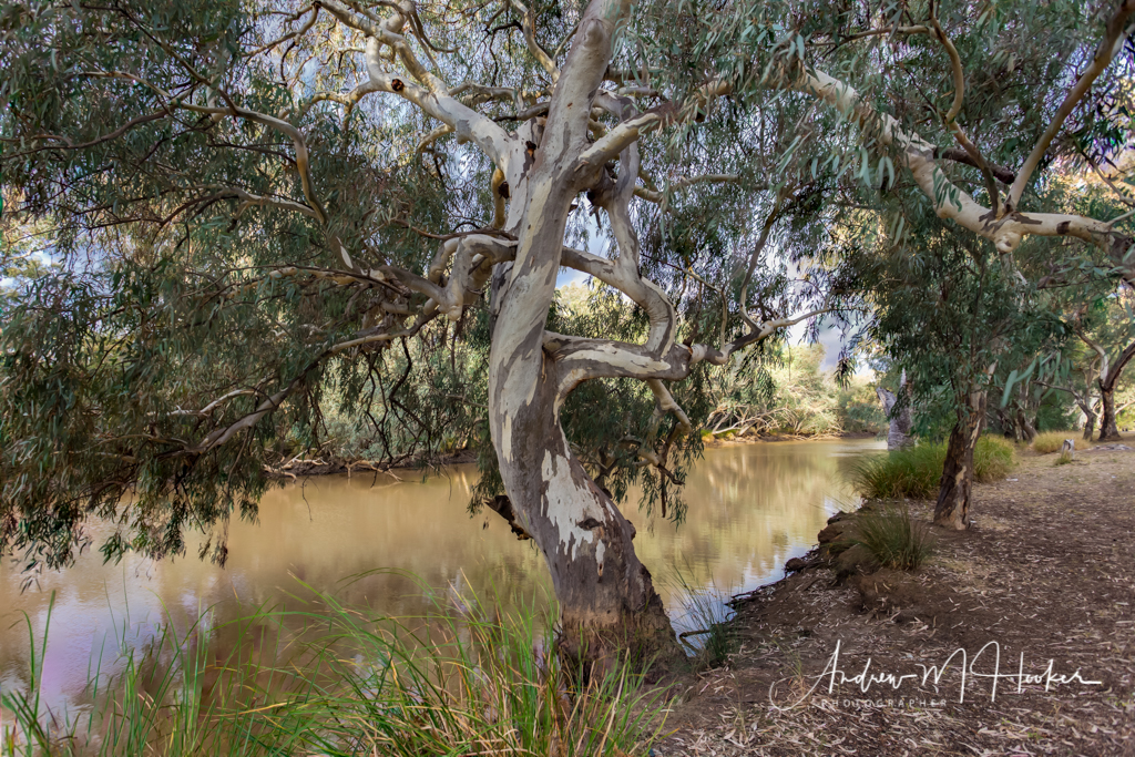 Bollon Tree